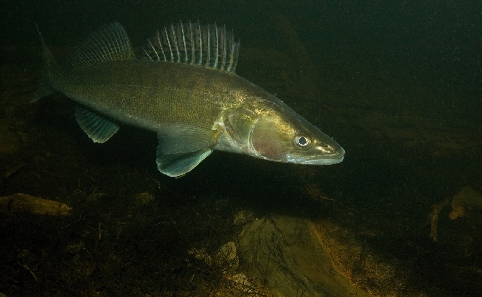 Sander lucioperca (Linnaeus, 1758)